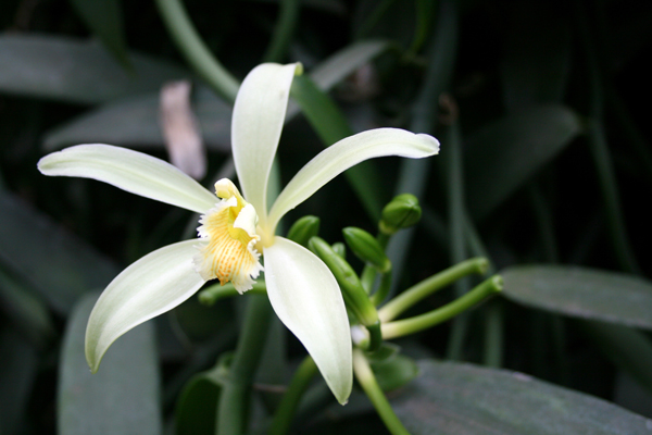 Vanilla Orchid, PHOTO: Vanille de Tahiti