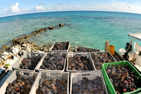 Grapes Waiting to be Transported by Boat