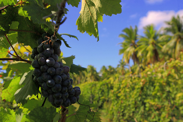Rippened Vine, Vin de Tahiti