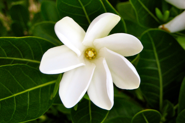 Tahitian Tiare